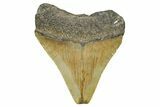 Serrated, Juvenile Megalodon Tooth - North Carolina #376550-1